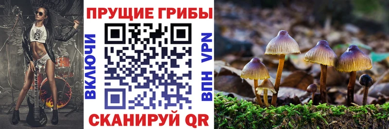 Галлюциногенные грибы Psilocybe Дальнегорск